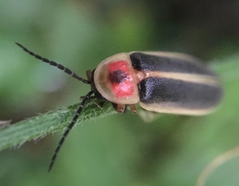 In daylight, most fireflies don't look so magical. This big dipper firefly is mostly black, with pale brown  margins to it's body and a red patch on the top of it's thorax.