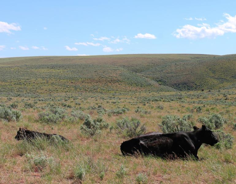 A cow and her calf, both black, lie in the middle of sagebrush and grasses, with the rangeland stretching away to the horizon.