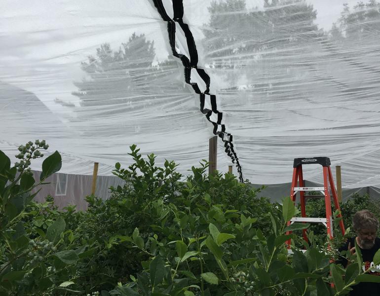A view inside a large cage made of very fine, white-colored netting. The netting is held up by wooden posts and sags between the supports. Through the center of the photo is a black band, where two sheets of netting are being stitched together. The netting is protecting blueberry bushes, which have green leaves.