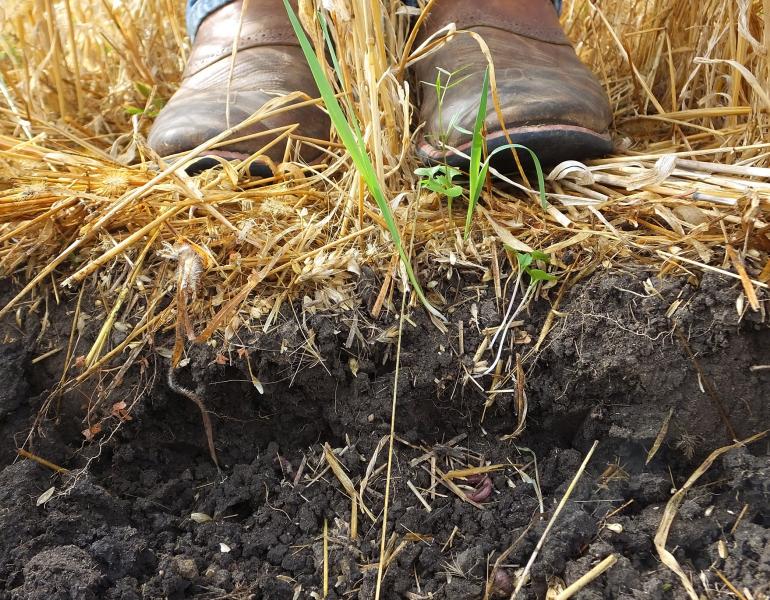 A photo that shows a cross section of soil on the side of a pit. The soil is dark brown and crumbling into lumps. The upper part of the photo shows the pale brown straw of the crop growing in the field, and the scuffed brown boots of a farmer.