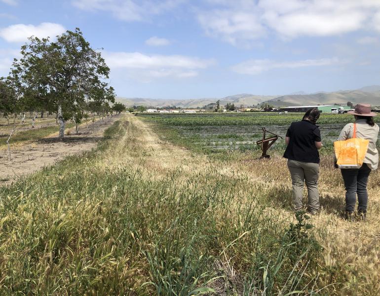 Two women stand beside a farm field. One has a black shirt and pale brown pant. The other black pants and a pale brown shirt and is wearing a broad-brimmed hat and carries an orange bag. A strip of brown grass stretches down the edge of the field. Beside the field is an orchard of trees with white trunks and green leaves. In the distance is a green barn and houses with red roofs, and beyond them hills rising toward the blue sky.