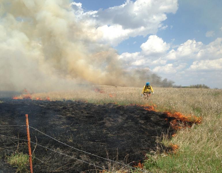 An area of grassland has been set on fire on purpose. Brown smoke rises into the blue sky from the orange flames that mark the division between the burned and unburned grassland. The burned area to the left is black, the unburned are to the right is green with tall brown stems. A fire manager wearing yellow cloths and a blue helmet is walking along the line of fire.