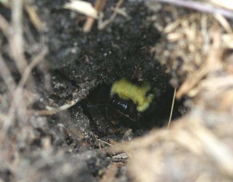 leaf litter, overwinter, bumble bee life cycle, science, conservation