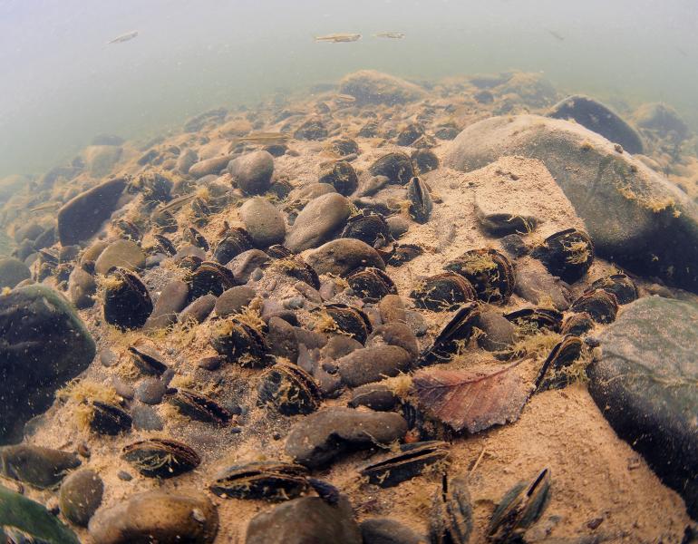 An underwater photo showing the bottom of a river and above it in the hazy water small brown fish. The river bottom is made of dark, rounded rocks, some large, some small, surrounded by pale brown sand. In the sand can be seen dozens of freshwater mussels. The mussels are oval shaped and very dark, almost black. The two halves of their shells are slightly open, showing the paler, soft flesh of the animal.