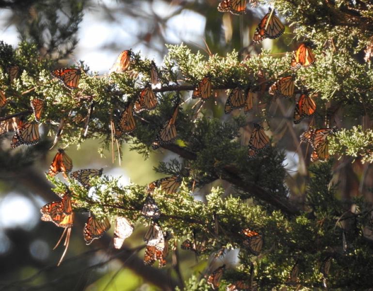Monarchs at a private overwintering site in Monterey county, CA