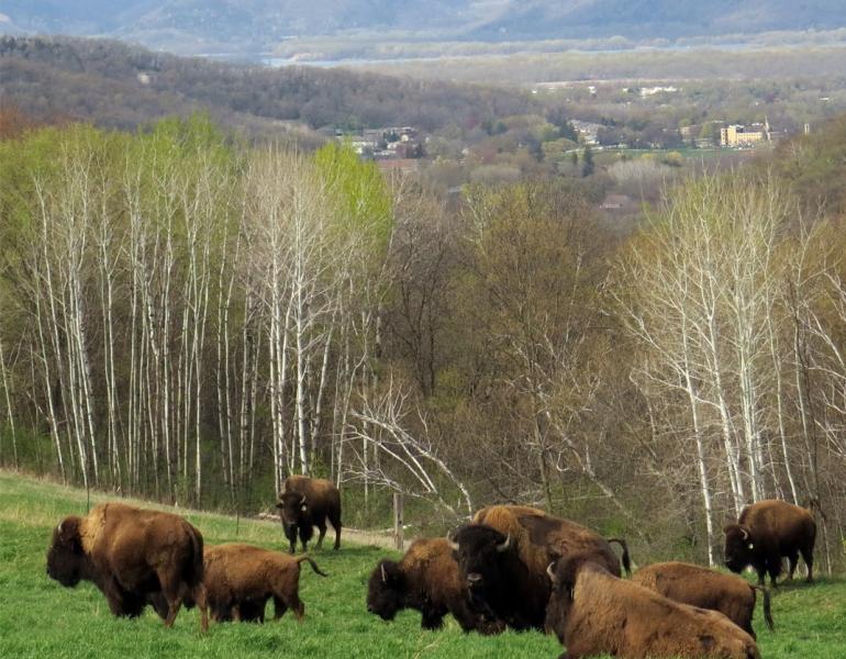 Part of the bison herd at Rockie Hill Bison Farm, with a view of the city of Winona and the Mississippi River in the background. Photo: Gail Griffin