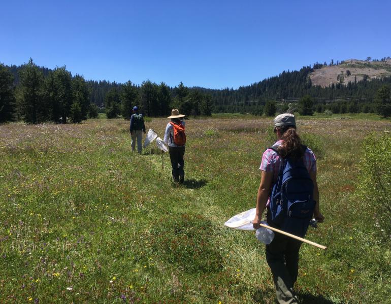Xerces staff hike through a meadow to survey butterflies (Kitty Bolte/ Xerces Society)
