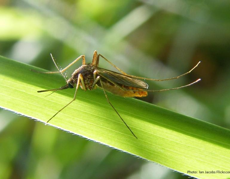 Mosquito on blade of grass. Photo Ian Jacobs Flickr.com