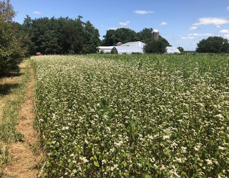 Buckwheat smother crop in Iowa (Photo: Sarah Foltz Jordan/ Xerces Society)