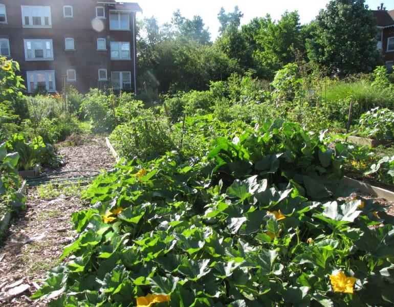 Community garden in Omaha NE. Squash flowers in front of an apartment complex. Photo: Jennifer Hopwood, Xerces Society