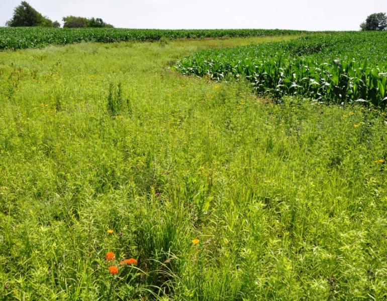 Catchment habitat designed to capture nutrient and sediment runoff, like this flowering prairie strip at Neal Smith Wildlife Refuge in Iowa, may be more ubiquitously contaminated with pesticides used in nearby crop fields than other types of habitat in agricultural landscapes. (Photo: Lynn Betts, NRCS/SWCS, Flickr)