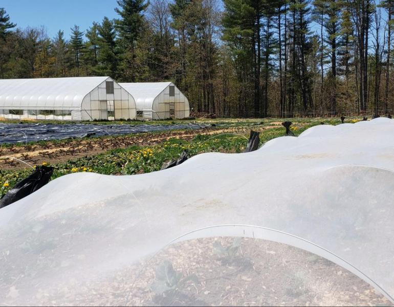 Beds of cabbage under exclusion netting to protect from flea beetle damage