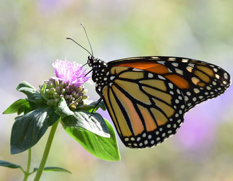 Monarch butterfly drinks from Coyote mint