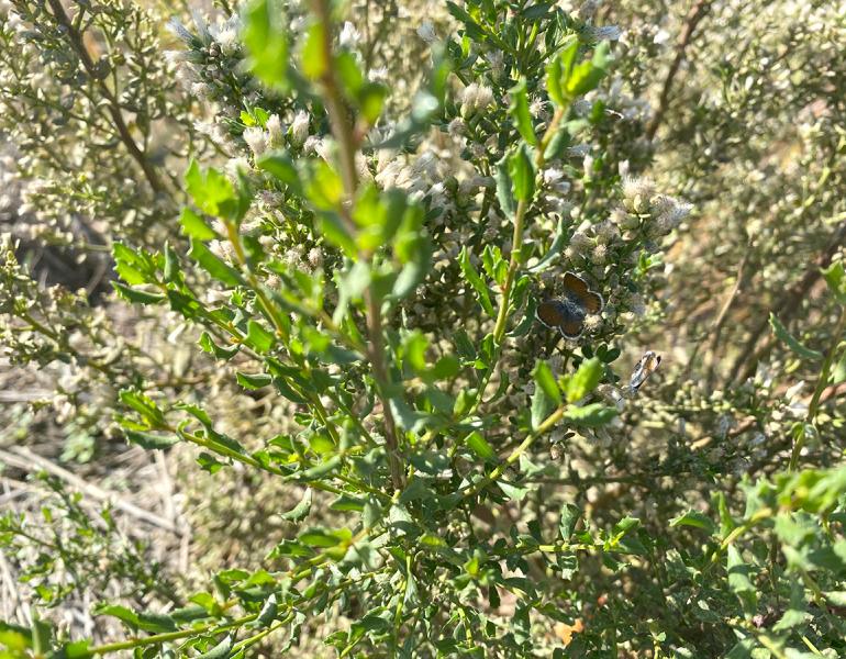 Butterflies on blooming coyote bush