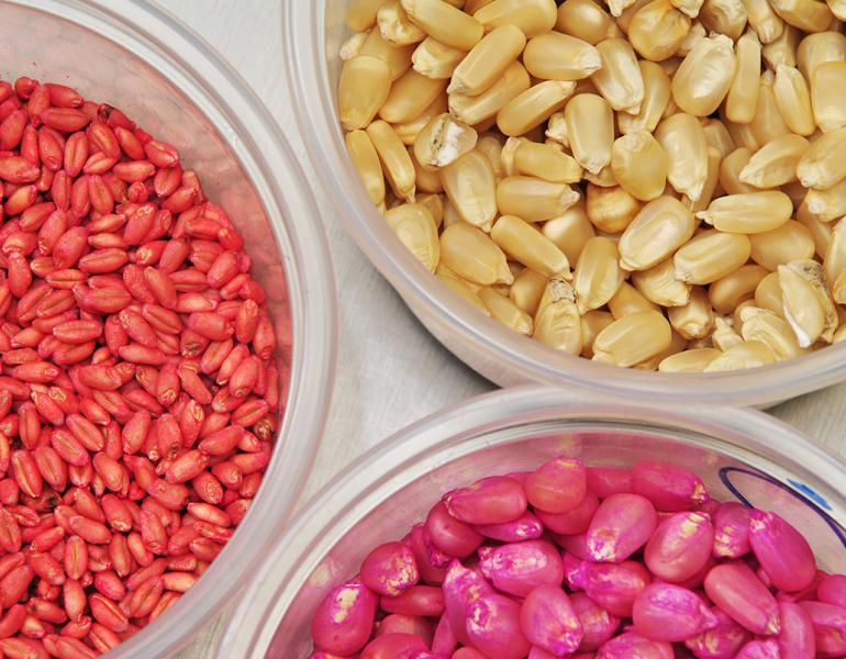 Treated and untreated seeds