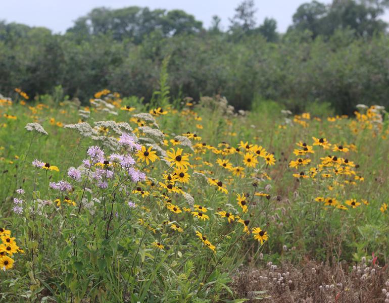 Wildflower meadow