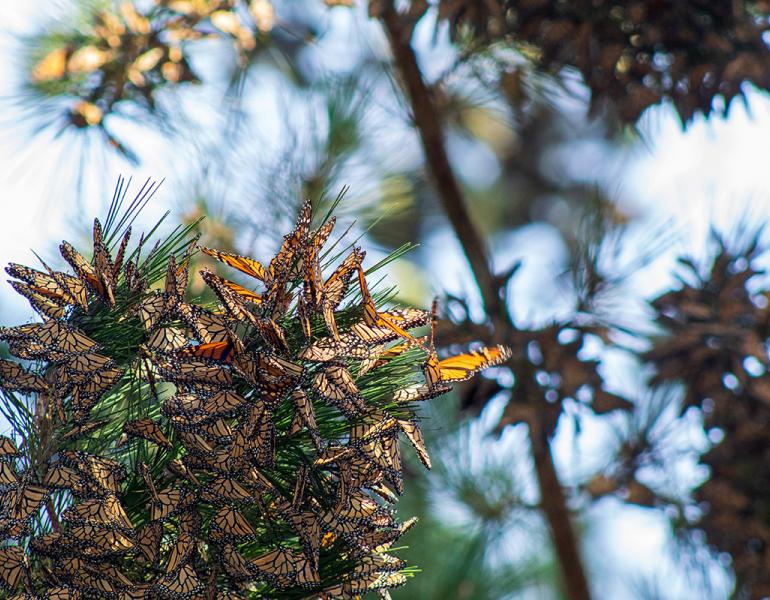 Monarchs cluster together on a branch