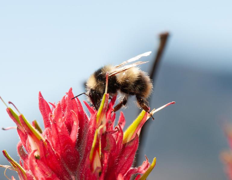 Golden-belted bumble bee on paintbrush flower