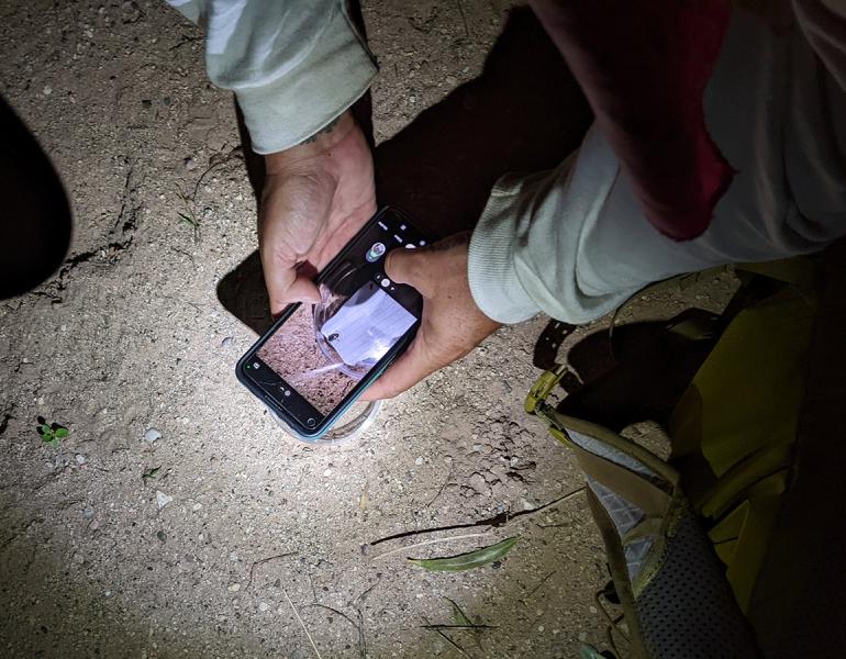 A participant uses their iphone camera to photograph a firefly in a petri dish