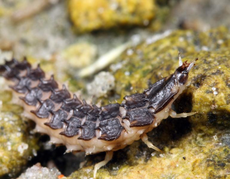 Florida intertidal firefly larva crawling on some rocks