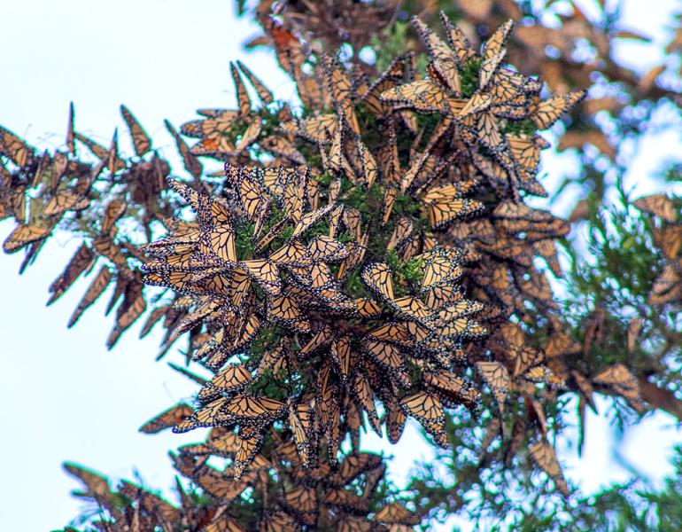A cluster of overwintering monarchs