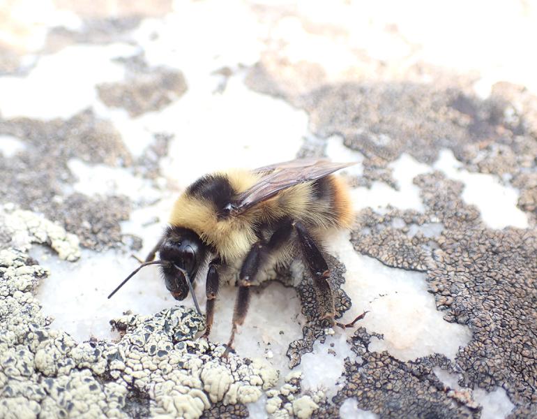 Golden-belted bumble bee