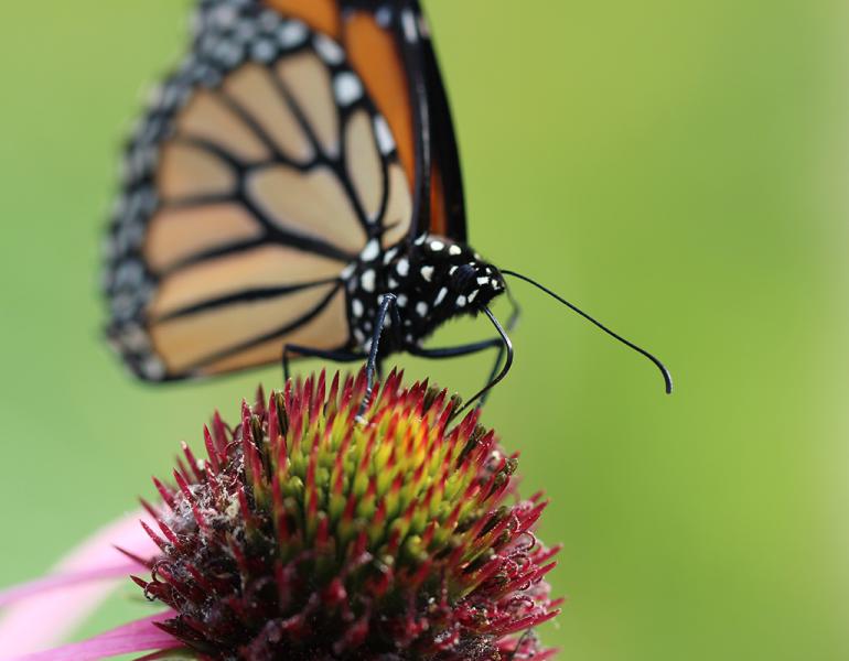 Monarch drinking nectar from purple coneflower 