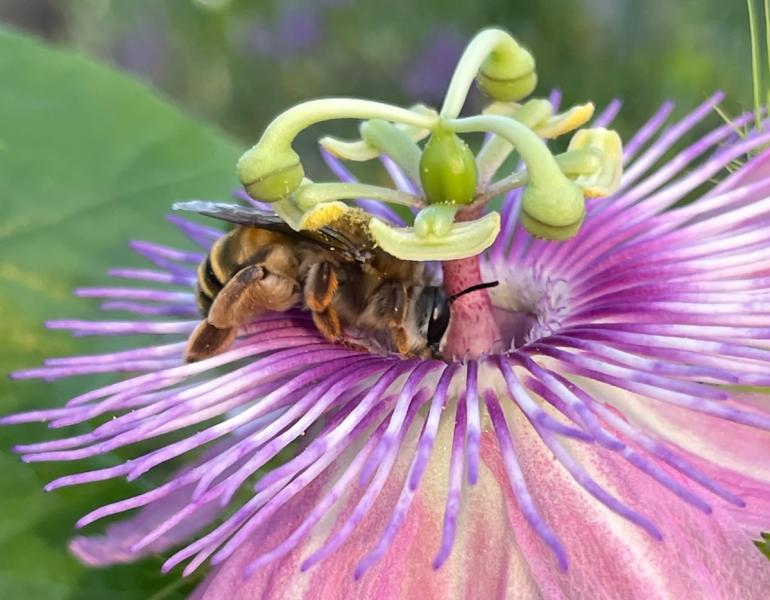 Bee pollinating flower