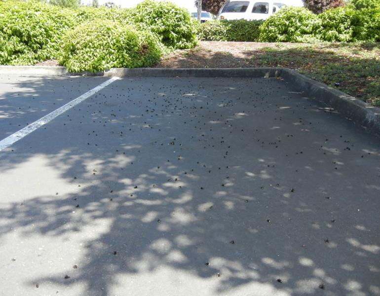 Dead bumble bees in a parking lot 