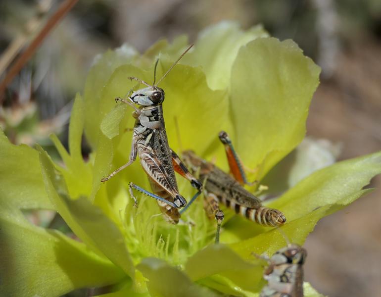 Native grasshoppers in New Mexico 