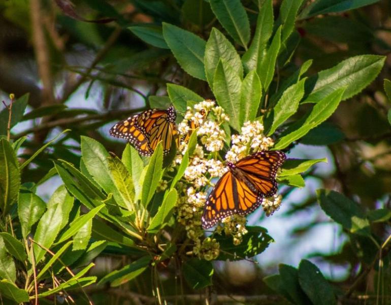 Two monarchs rest on a flower cluster in Pacific Grove
