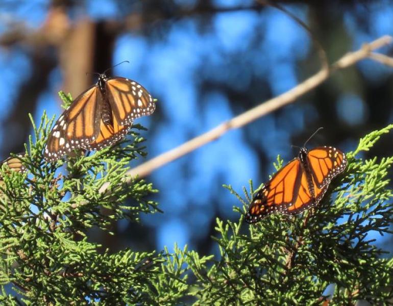 A male and female monarch rest on a branch in the sun in Santa Cruz (c. Diana Magor)