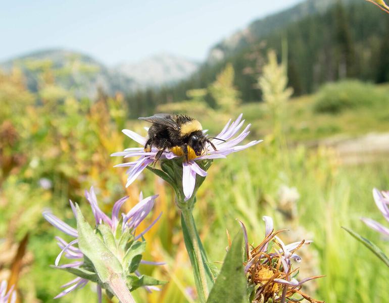 Bombus occidentalis on monarda flower in foreground, with mountains beyond