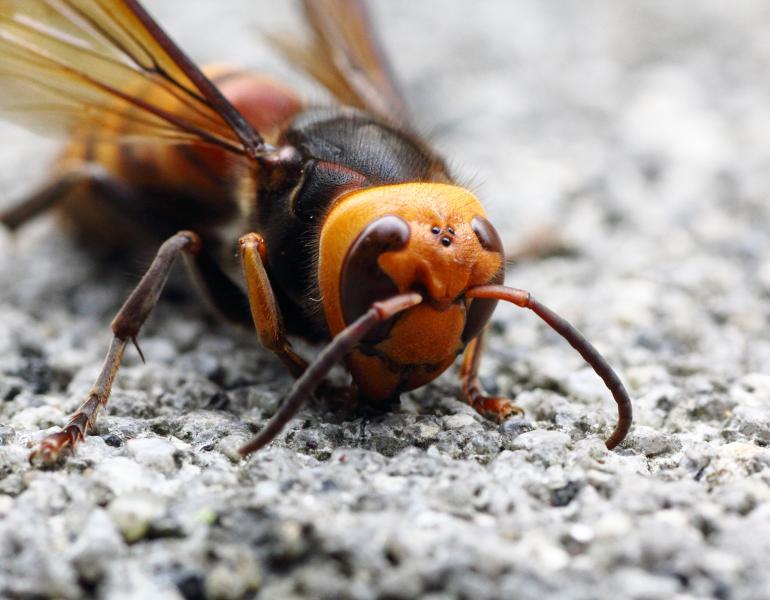 the bright orange face of giant hornets is a distinctive feature