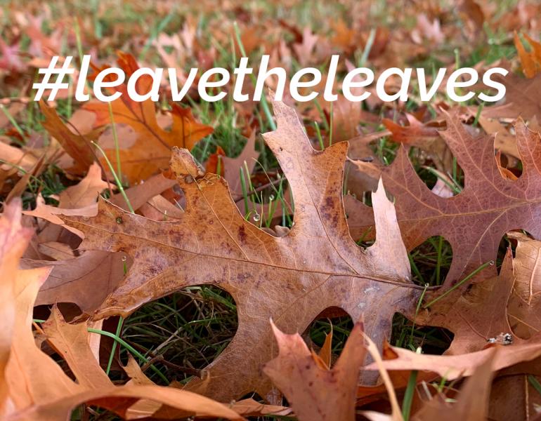 Close-up of reddish-brown oak leaves scattered on the ground near the base of a fence
