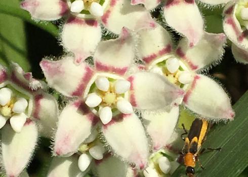 Closeup of beautiful, layered pink and white petals.