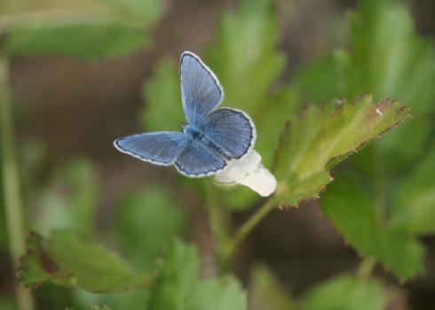 A blue butterfly stands out against a backdrop of green foliage.