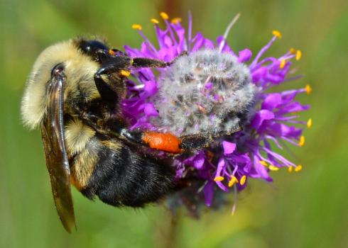 A bumble bee holds tightly to a cluster of purple flowers.