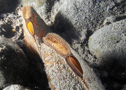 Close up view of freshwater mussels filtering water.