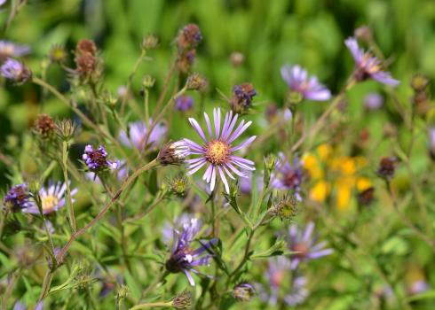 Purple asters bloom against a green background.