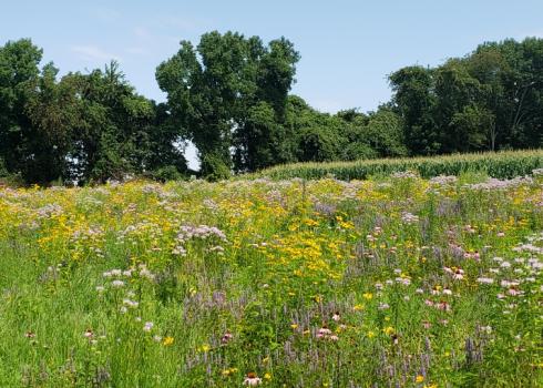A grassy field ringed by trees bursts with color. It is populated by many different flower species.