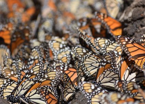 Monarchs stand close together on muddy ground on the edge of a puddle.