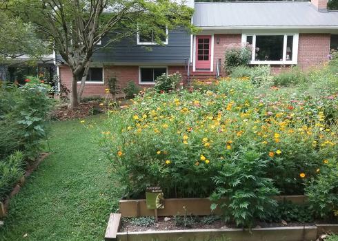 Pollinator garden patches in the front yard, with a house behind