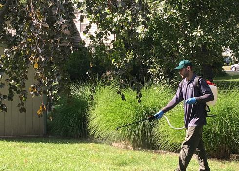Person spraying pesticide in yard