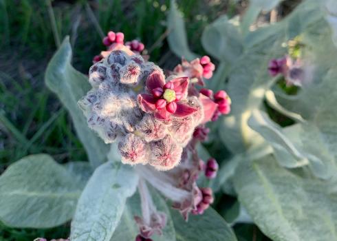 California milkweed plant