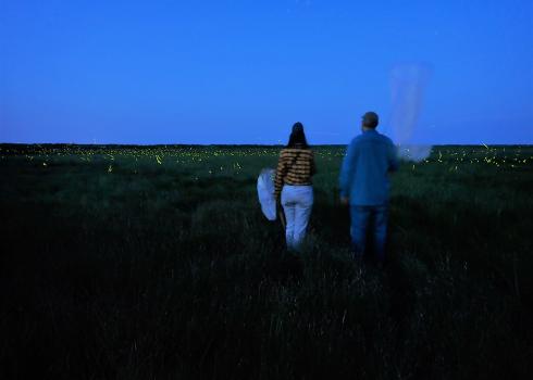 Folks surveying for rare fireflies
