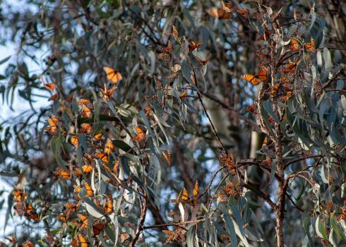 Monarchs aggregating on a tree at one of their overwintering sites