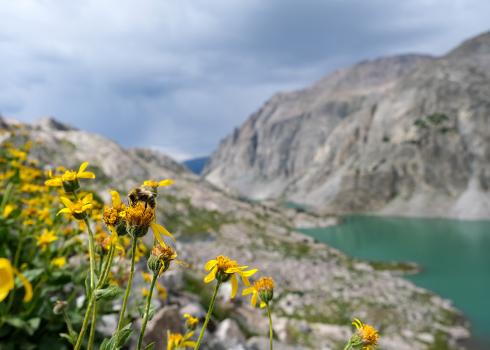 A bumble bee on a flower in the foreground, with a mountain range in the background, and a clear mountain lake below. The mountains are only lightly covered with sparse plants, hinting at the high elevation.
