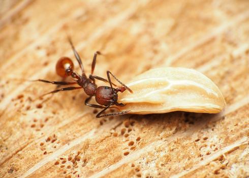 An Aphaenogaster ant grabbing a large seed to carry back to its nest. They are a reddish-copper color, with a narrow constriction between their thorax and abdomen, and two spines on the back of the thorax.