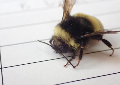 Up close with a yellow-banded bumble bee sitting on a sheet of lined paper.  Small details are visible, like the little hooks on its toes that it uses to hold on to things.